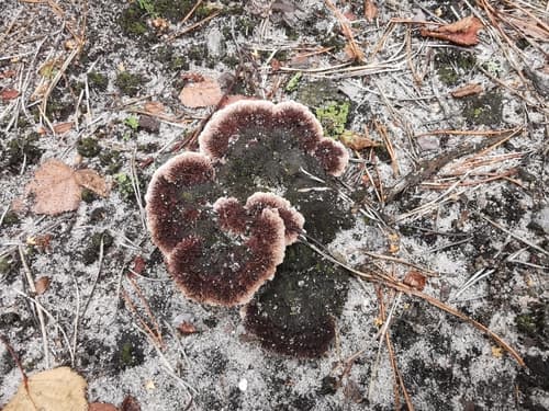 Chropiatka pospolita