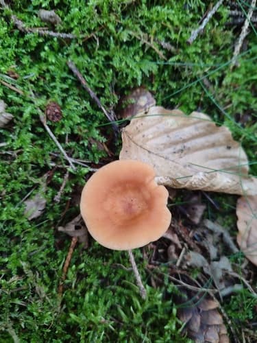 Pieczarniaki