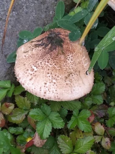 Agaricineae
