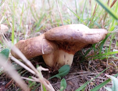 Krowiak podwinięty
