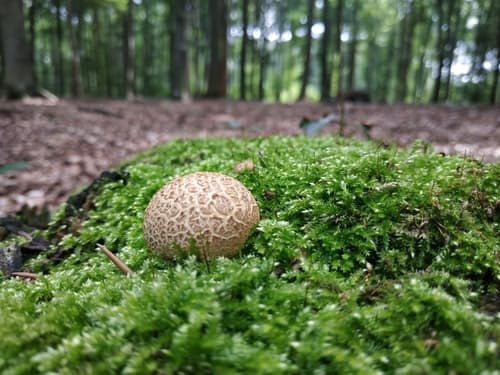 Tęgoskór cytrynowy