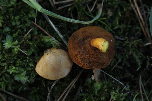 Maślaczek pieprzowy
