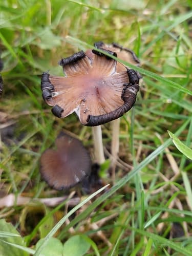 Coprinellus