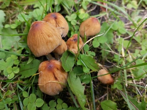 Coprinellus