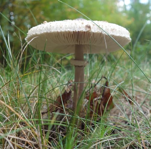 Czubajka