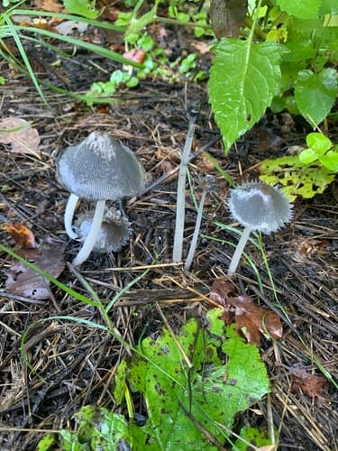 Coprinopsis