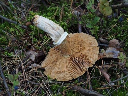 Płachetka zwyczajna