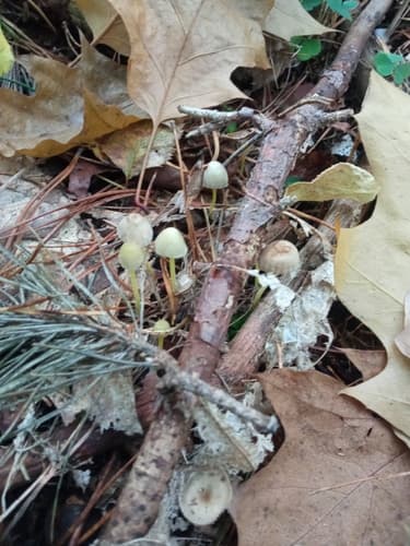 Grzybówka cytrynowa
