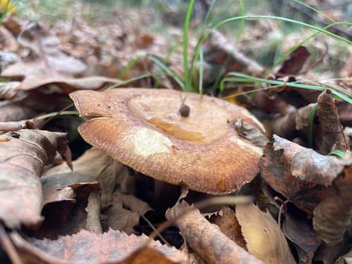 Krowiak podwinięty