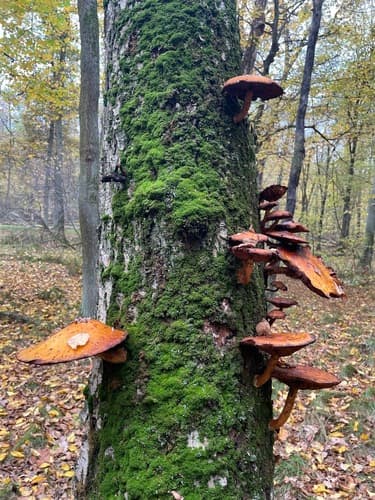 Łuskwiak