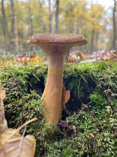 Opieńka