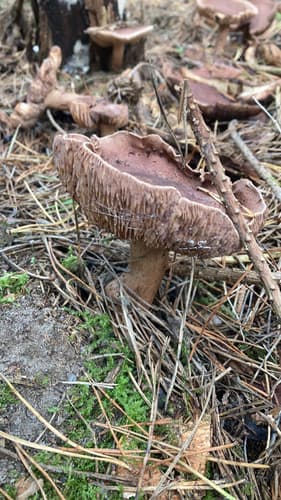 Pieczarniaki