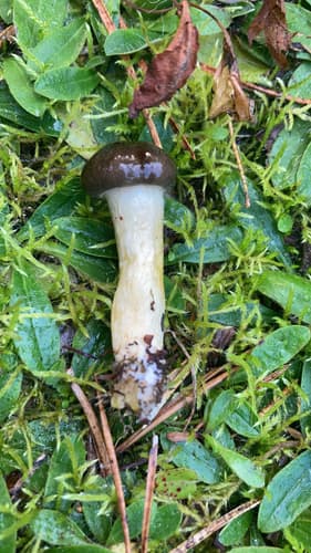 Agaricomycetidae