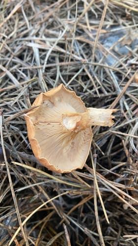 Tricholomatineae