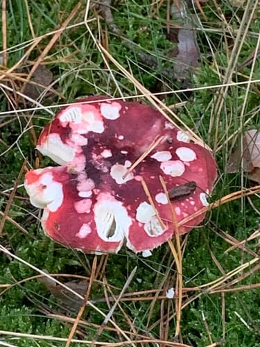 Gołąbek śledziowy