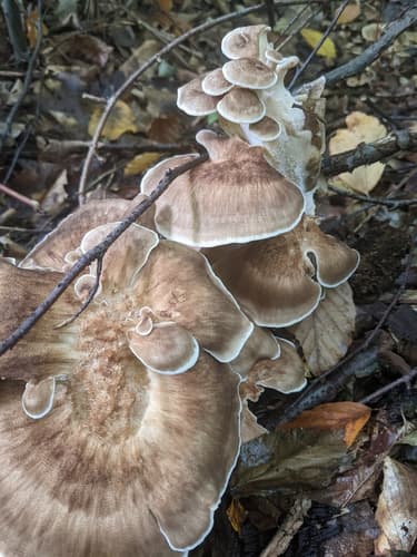Meripilus