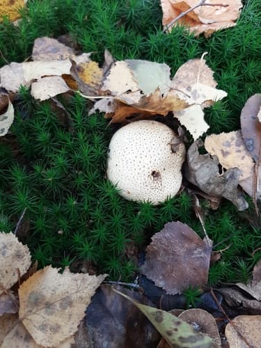Tęgoskór cytrynowy