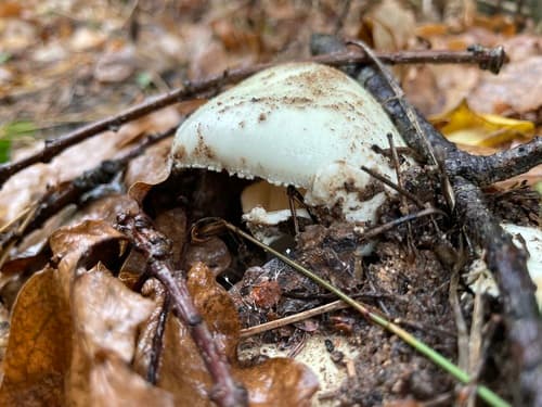 Muchomor cytrynowy