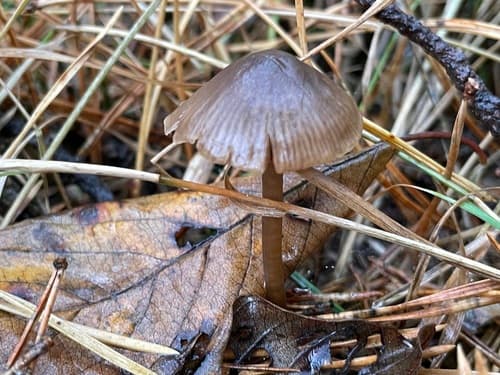 grzybówka chlorowonna