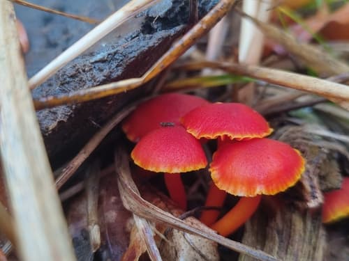 Wilgotnica purpurowa