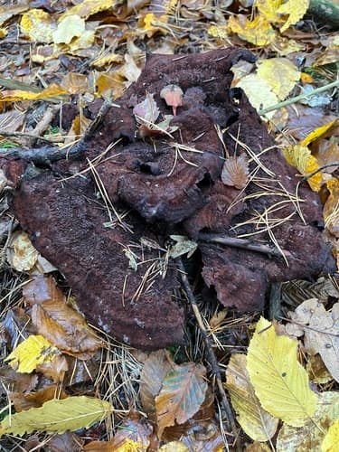 Phaeolus
