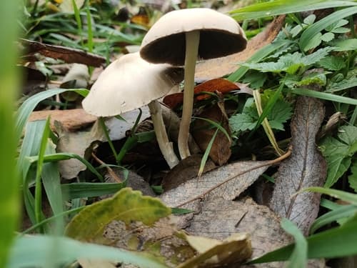 Spadiceogriseae