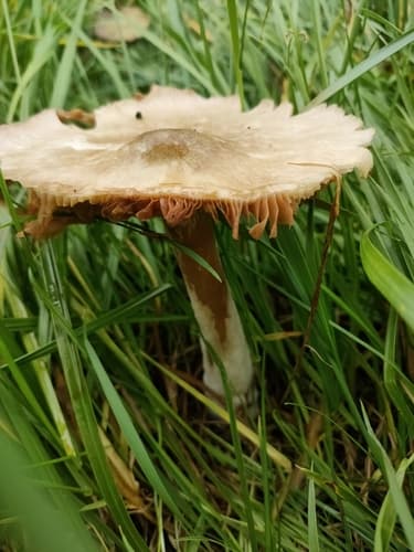 Volvopluteus