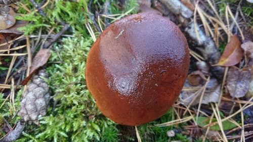 Podgrzybek brunatny