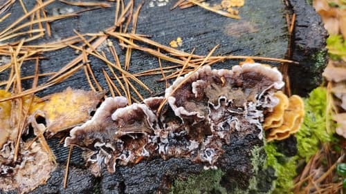 Chrząstkoskórnik purpurowy