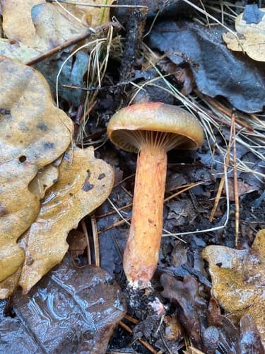Chroogomphus