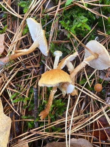 Cystoderma