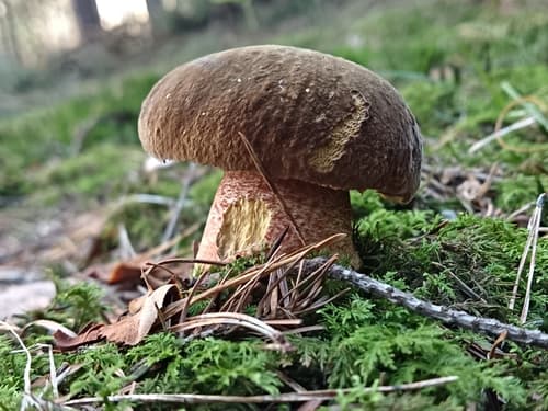 krasnoborowik ceglastopory