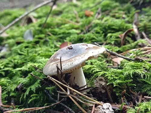 Gołąbek zielonawofioletowy
