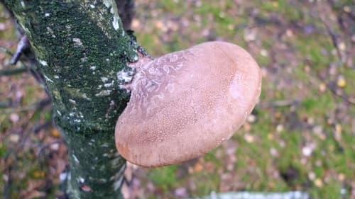 Białoporek brzozowy