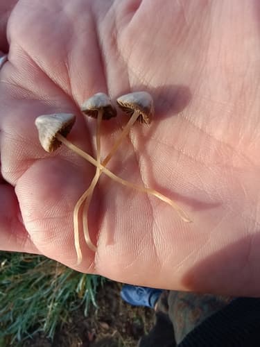 Agaricineae