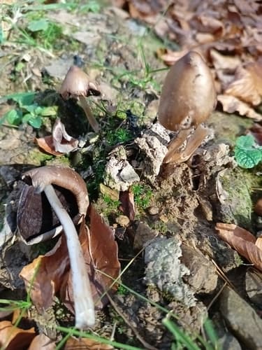 Coprinopsis