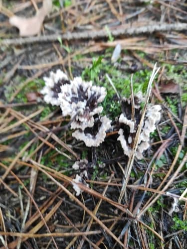 Chropiatka pospolita