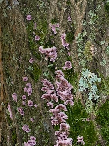 Chrząstkoskórnik purpurowy