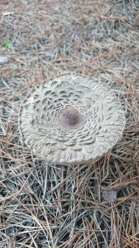 Chlorophyllum