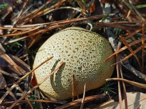 Tęgoskór cytrynowy