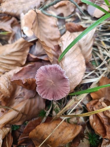 Lakówka ametystowa