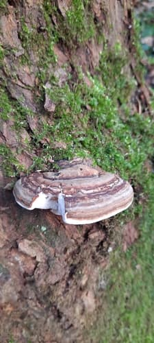 Czyreń ogniowy
