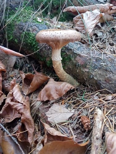 Opieńka ciemna