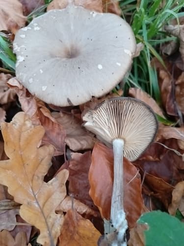 Pseudoclitocybe