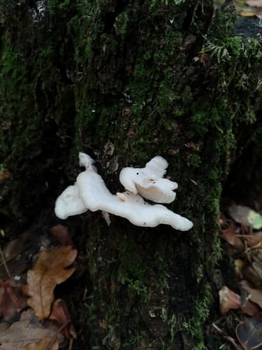 Merulius