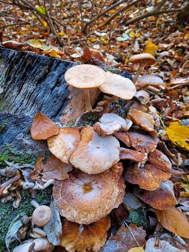 Opieńka