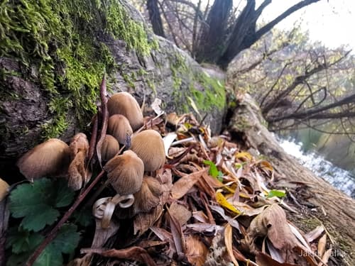 Coprinellus