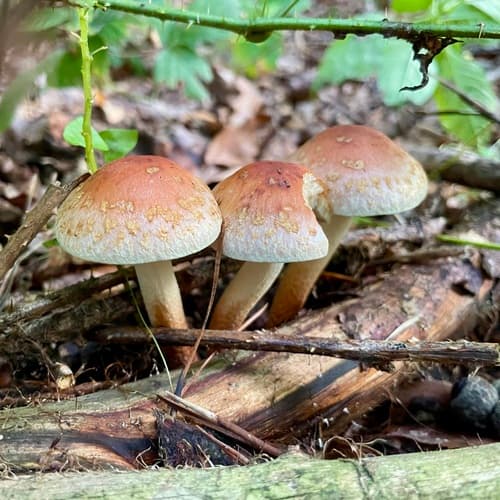 Maślanka ceglasta