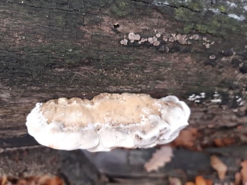 Szaroporka