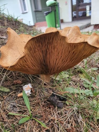 Krowiak podwinięty